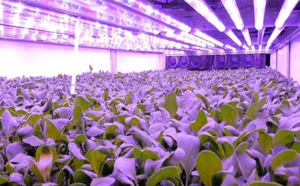 植物工厂 植物工厂